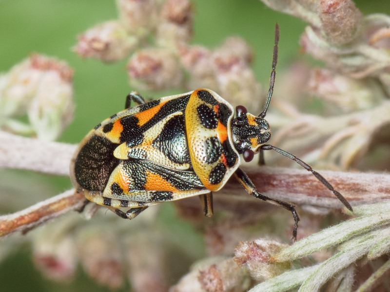 Eurydema (Eurydema) ornata (Linnaeus, 1758)
